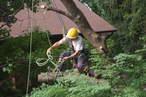 Lawn Drainage Solutions in Mount Olive, NC